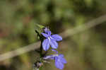 Southern lobelia